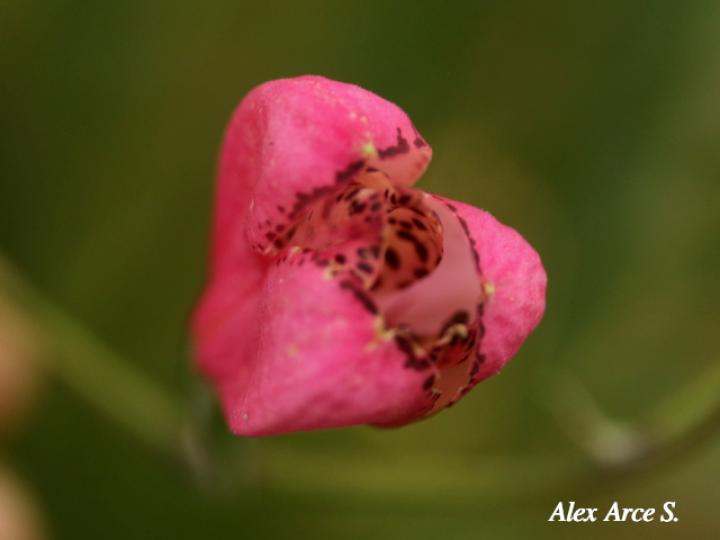 Bomarea obovata (Papa de venado)