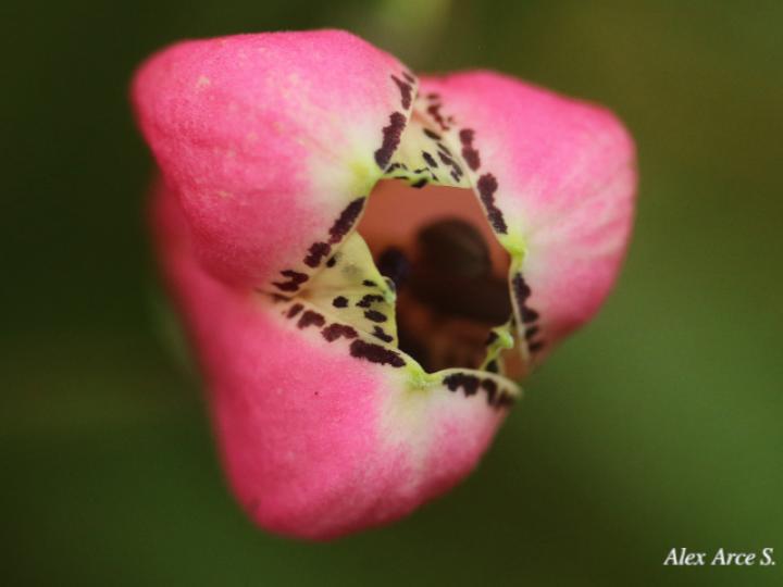 Bomarea obovata (Papa de venado)