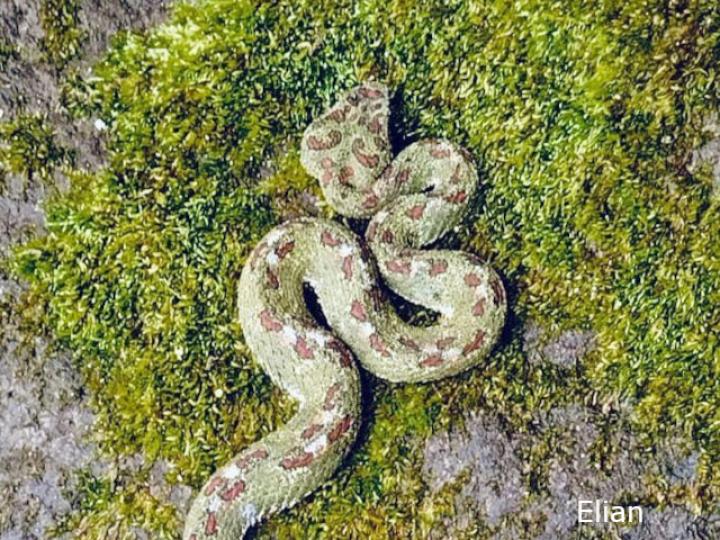 Bothriechis schlegelii (Bocaracá, Víbora de pestañas)