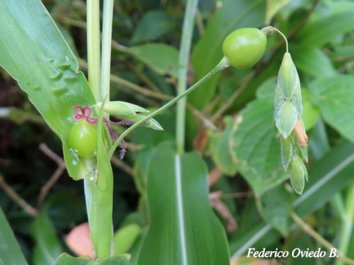 Coix lacryma-jobi (Lágrimas de San Pedro)