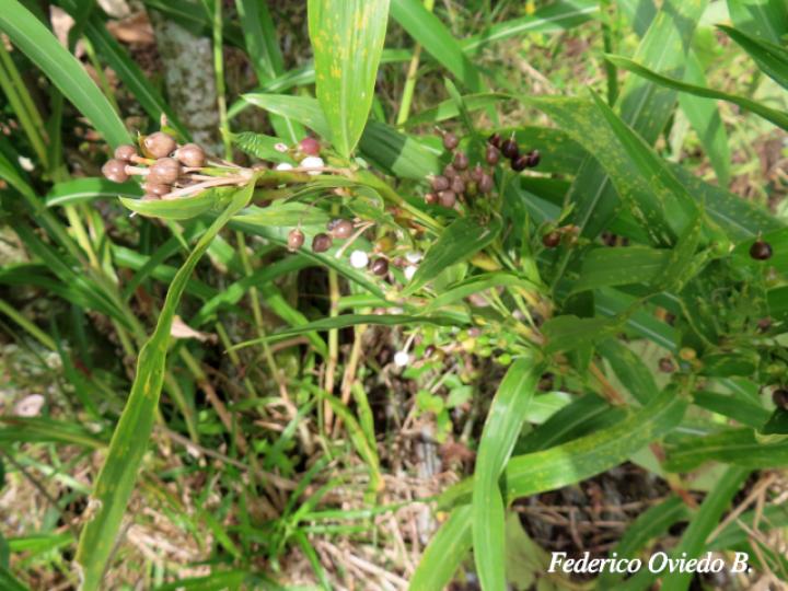 Coix lacryma-jobi (Lágrimas de San Pedro)