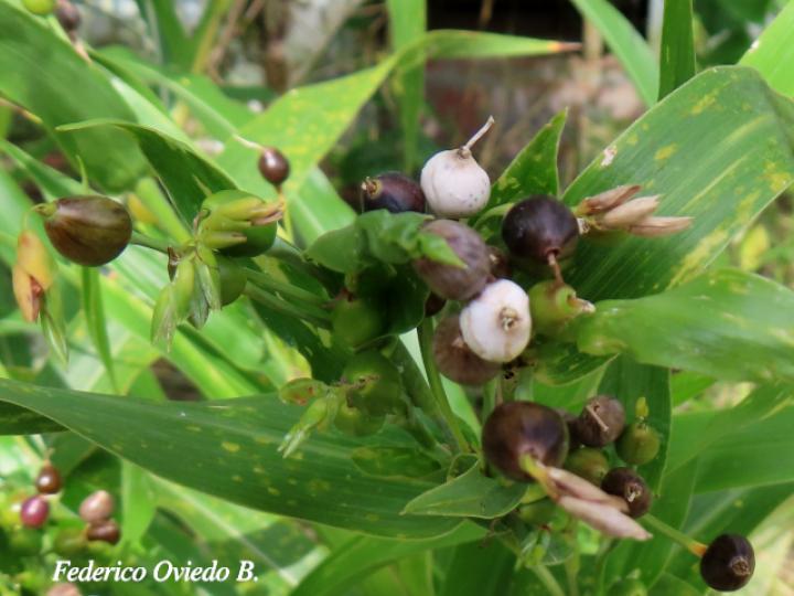 Coix lacryma-jobi (Lágrimas de San Pedro)