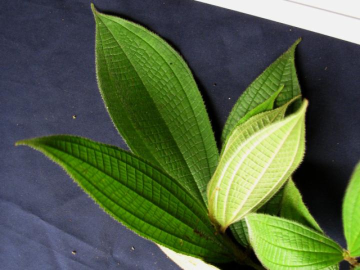 Conostegia bracteata