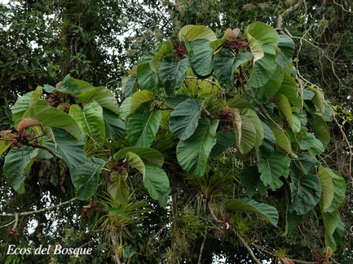Coussapoa nymphaeifolia