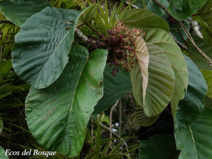 Coussapoa nymphaeifolia