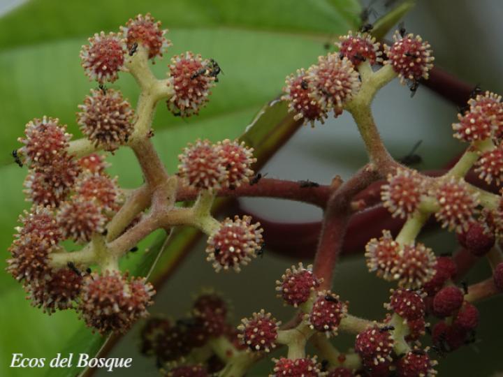Coussapoa nymphaeifolia