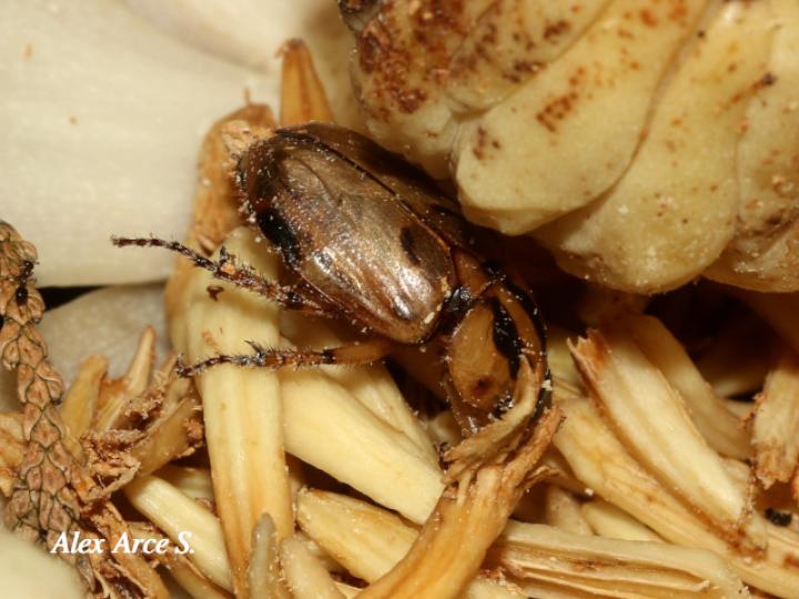 Cyclocephala amazona en Magnolia