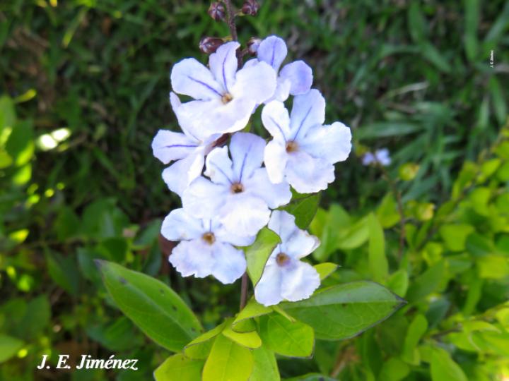 Duranta erecta (Pingo de oro)