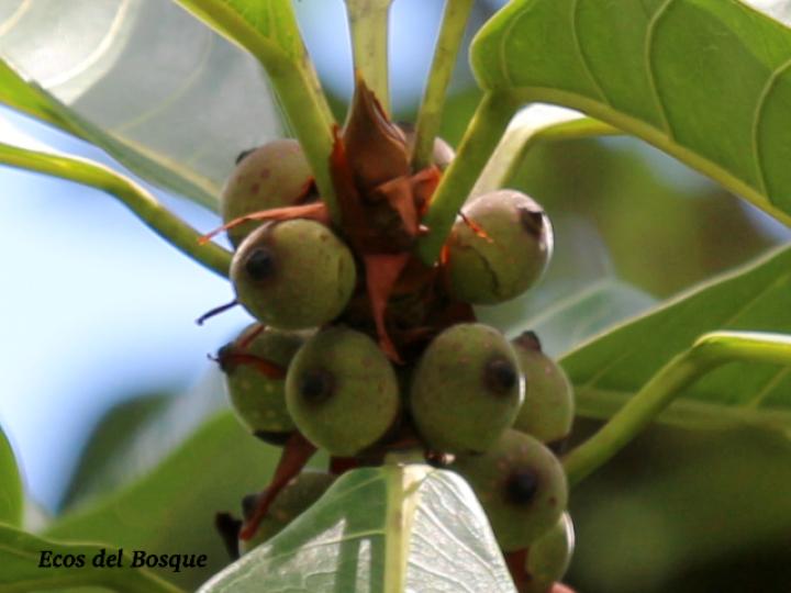 Ficus cahuitensis