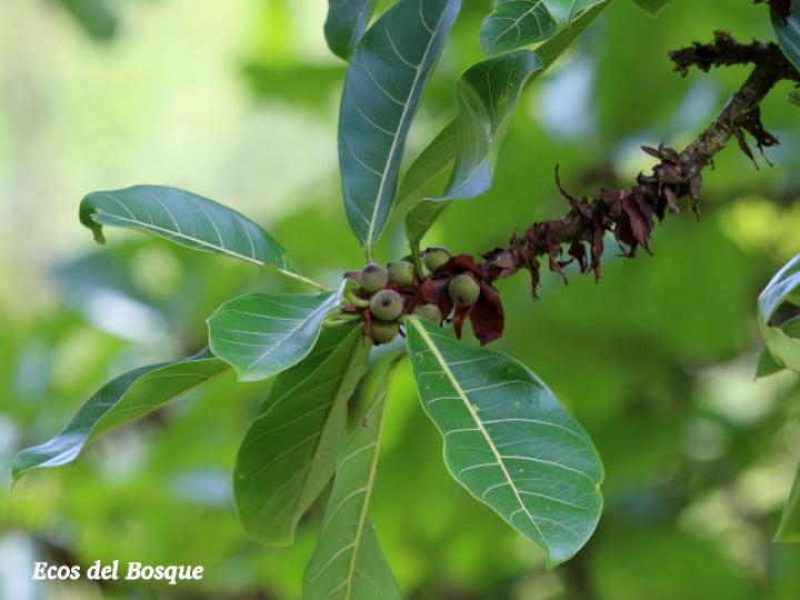 Ficus cahuitensis