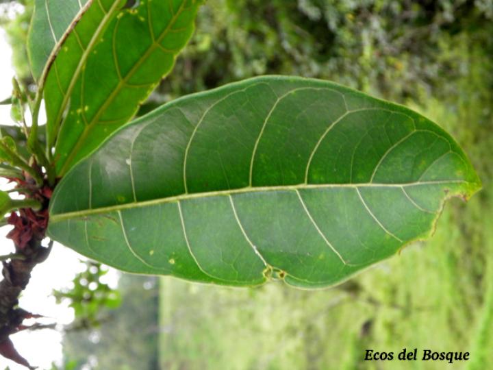 Ficus cahuitensis