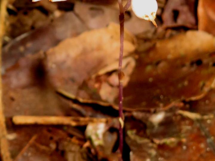 Gymnosiphon suaveolens