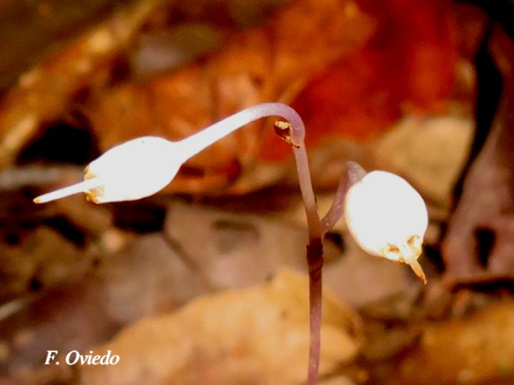 Gymnosiphon suaveolens