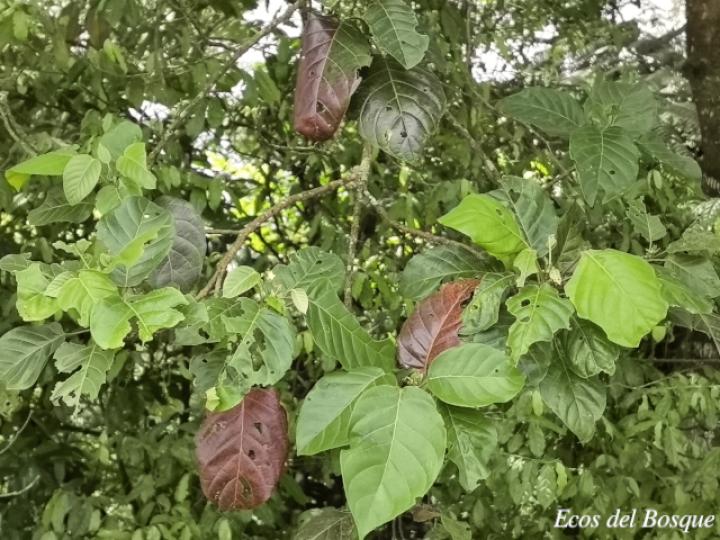 Hieronyma alchorneoides (Pilón)