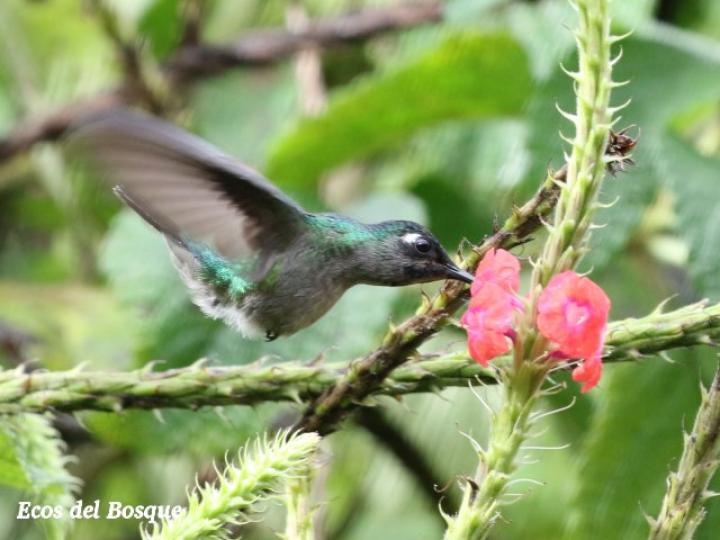 Klais guimeti en S. mutabilis