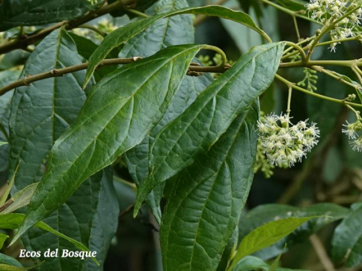 Koanophyllon hylonomum