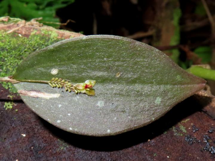 Lepanthes ingramii
