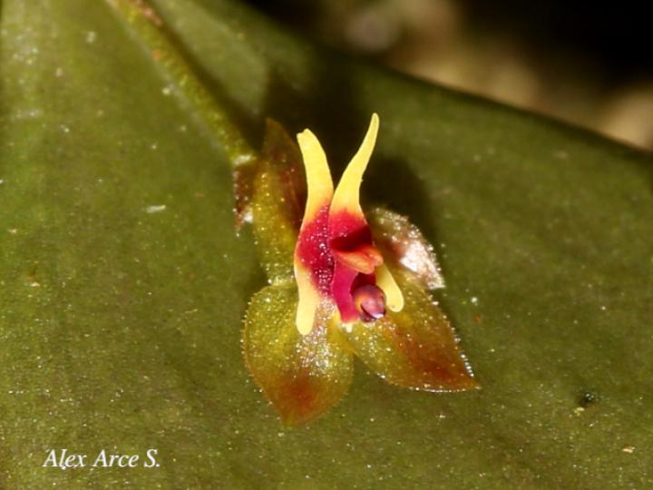 Lepanthes ingramii