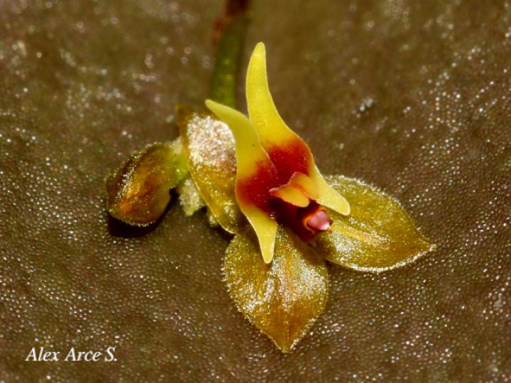 Lepanthes ingramii