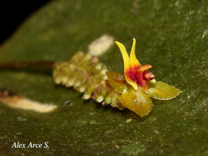 Lepanthes ingramii