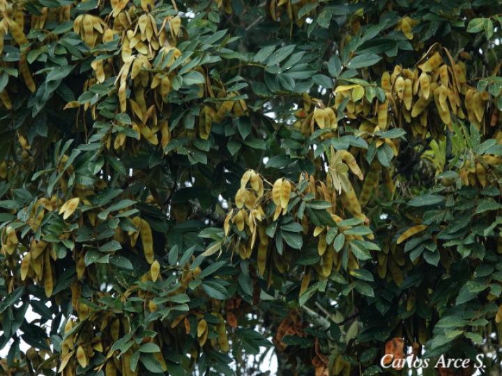 Lonchocarpus ferrugineus (Comenegro, Pava)