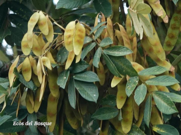 Lonchocarpus ferrugineus (Comenegro, Pava)