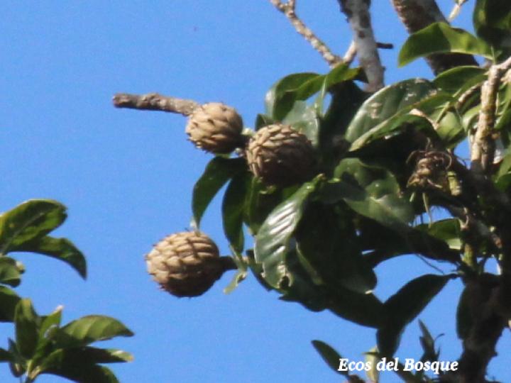 Magnolia gloriensis (Magnolia, Anonillo)