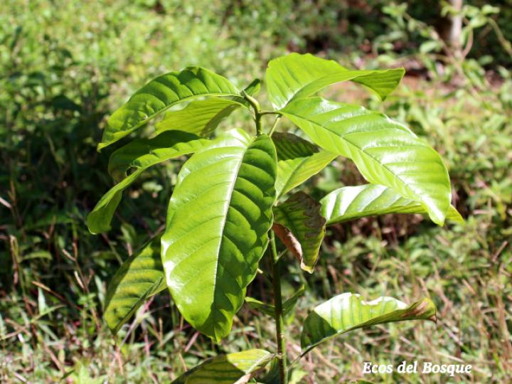 Magnolia gloriensis (Magnolia, Anonillo)
