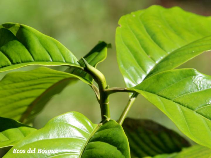 Magnolia gloriensis (Magnolia, Anonillo)