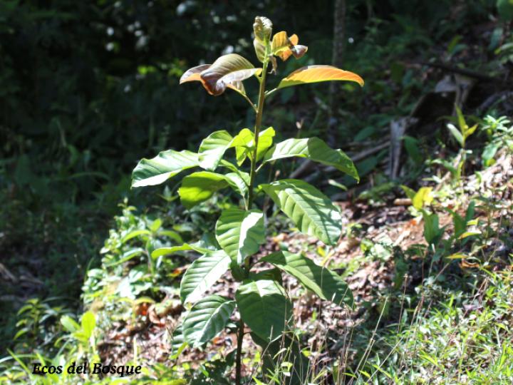 Magnolia gloriensis (Magnolia, Anonillo)