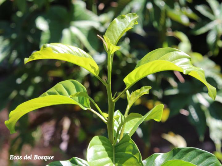 Magnolia gloriensis (Magnolia, Anonillo)