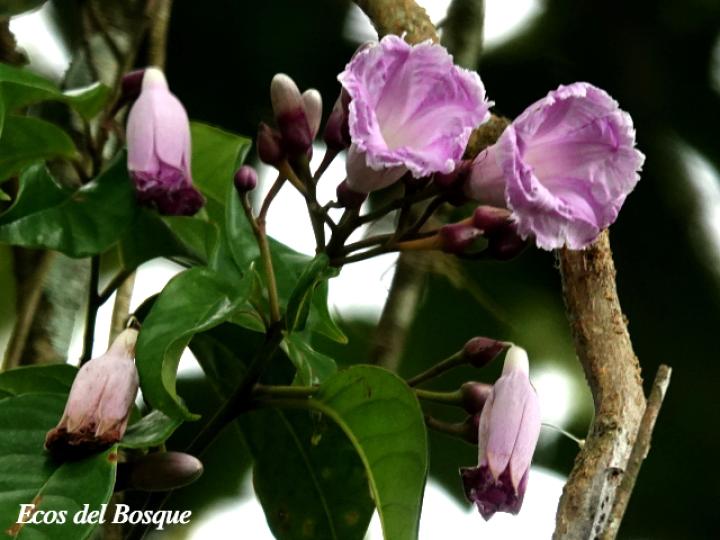 Maripa nicaraguensis