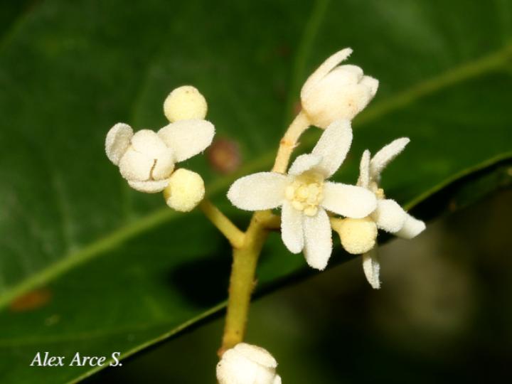 Nectandra umbrosa