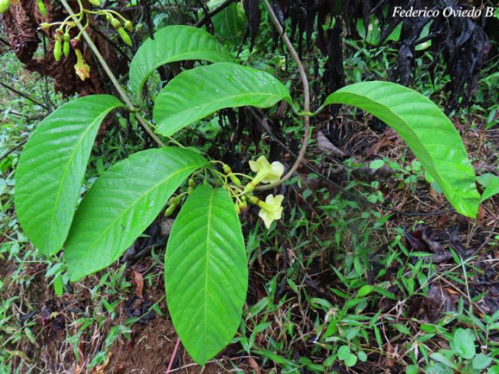Odontadenia semidigyna