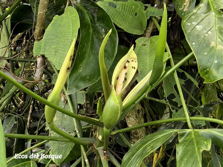 Philodendron anisotomum