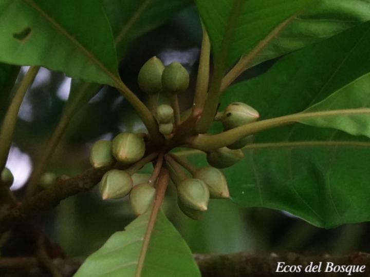 Pouteria sapota (Zapote, Mamey colorado)