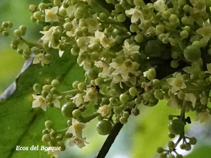 Protium glabrum (Alcanfor, canfinillo, copal)