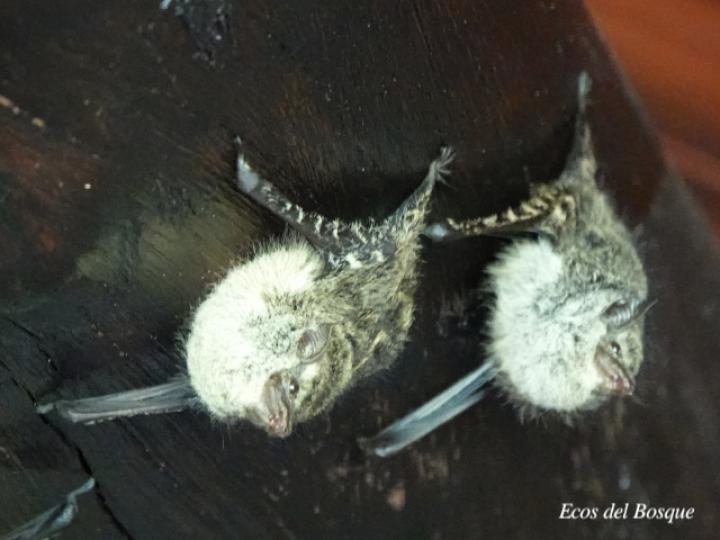 Rhynchonycteris naso