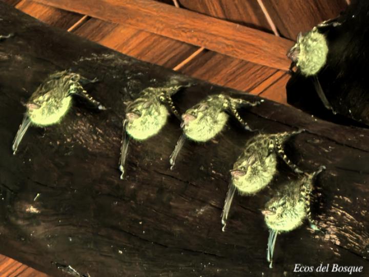 Rhynchonycteris naso