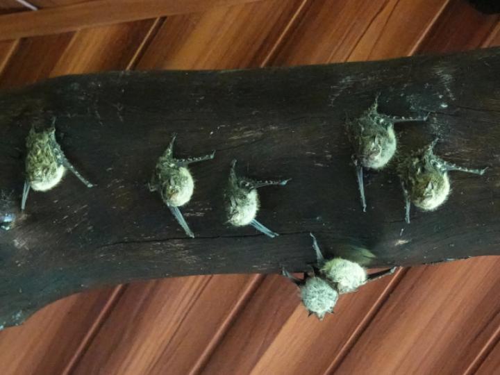 Rhynchonycteris naso