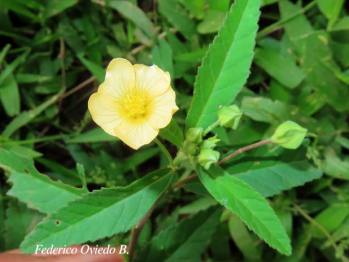 Sida rhombifolia (Escobilla)