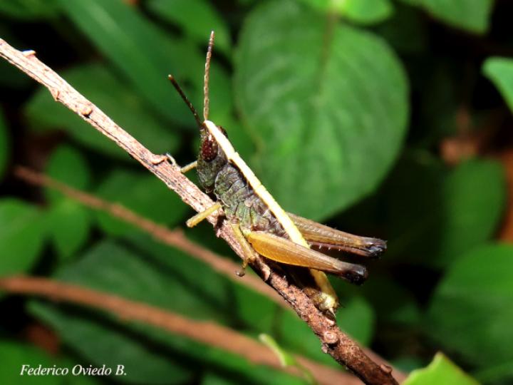 Silvitettix communis