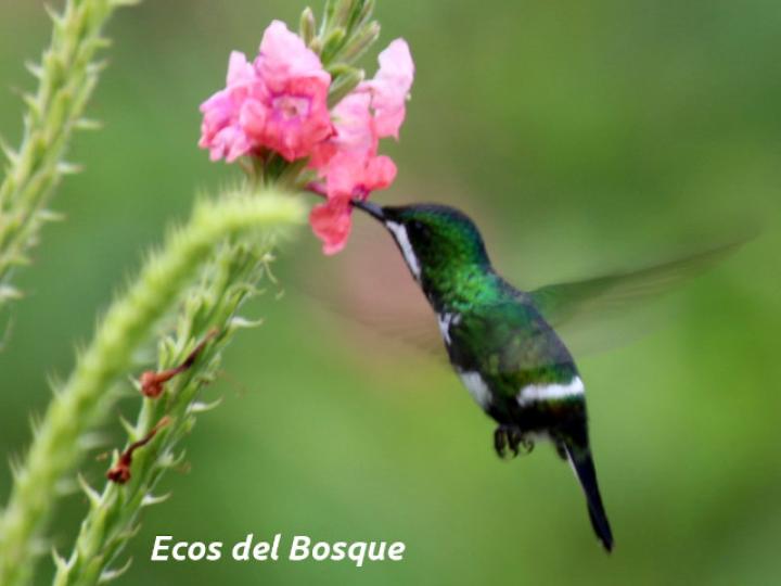 Lophornis helenae en Stachytarpheta mutabilis
