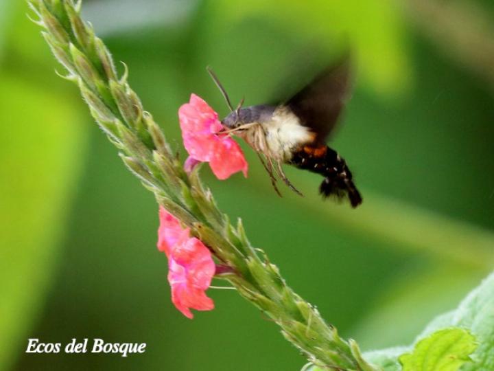 Stachytarpheta mutabilis (Rabo de gato)
