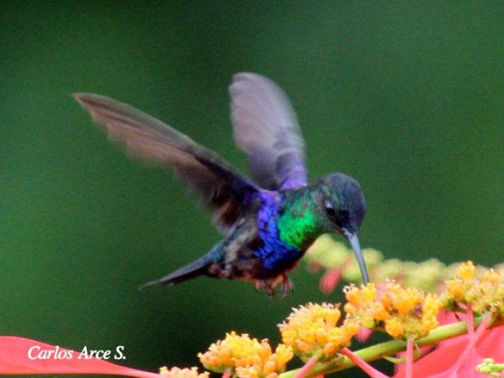 Thalurania colombica en W. coccinea