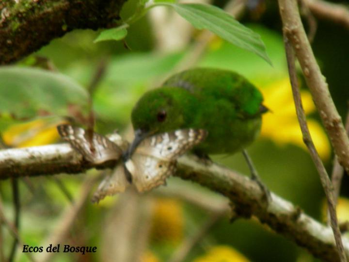 Tithonia diversifolia