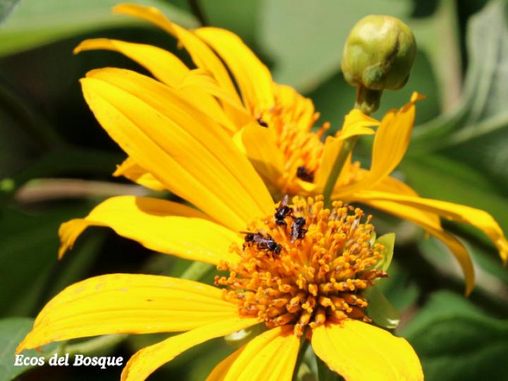 Tithonia diversifolia