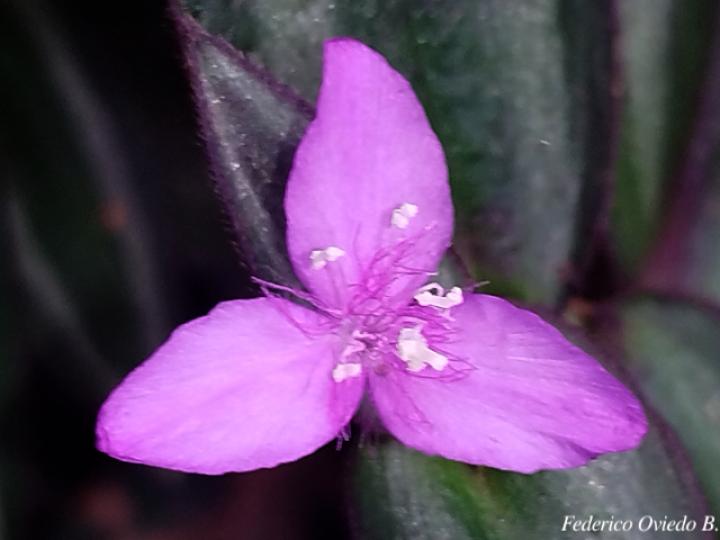 Tradescantia zebrina (Cucaracha)