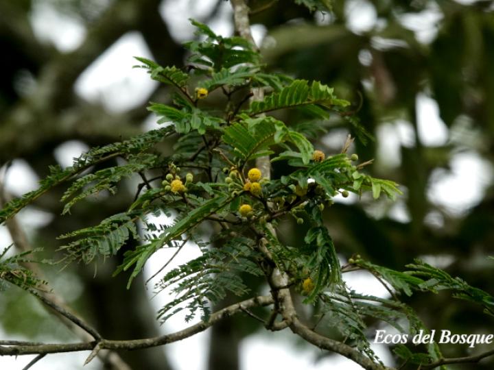 Vachellia ruddiae (Cornizuelo)