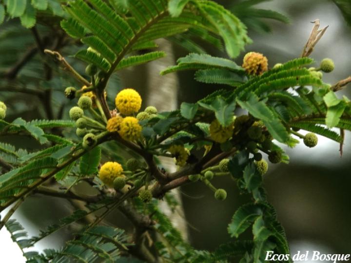 Vachellia ruddiae (Cornizuelo)